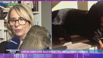 Treviso, torna dalle vacanze e trova il suo cane cremato