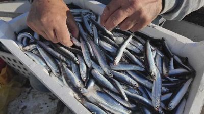 Il mare è sempre più caldo, nel Mediterraneo è allarme acciughe