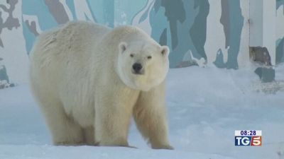 Giorno mondiale animali tutela dei loro diritti