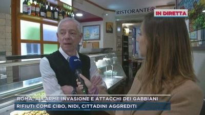 Roma, allarme gabbiani, boom di aggressioni