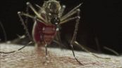 La febbre del Nilo, è salito a 16 il bilancio delle vittime