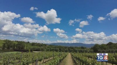 Gusto di Vino: lo Chardonnay