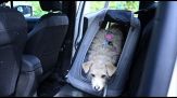 Pet Safety Days by Tavo: sicurezza in auto per gli animali