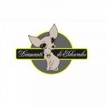 Allevamento amatoriale Chihuahua Diamanti Di Eldorado