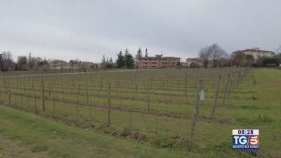 Gusto DiVino: l'incrocio Manzoni