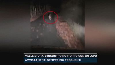 Valle Stura, l'incontro notturno con un lupo