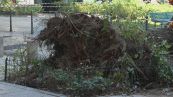 Incuria in periferia ma anche in città, 3 feriti per il crollo di un albero