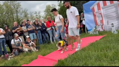 Il Bulldog Day fra prati, red carpet e percorsi a ostacoli