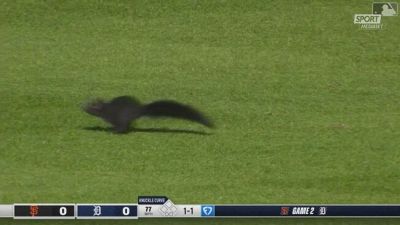 Uno scoiattolo semina il panico al Comerica Park di Detroit