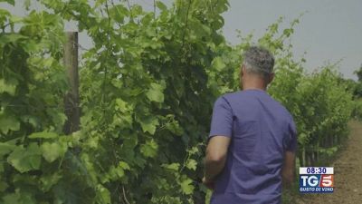 Gusto di Vino: Malvasia di Simon di Brazzan