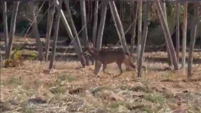 Da Bari al Salento, dopo la Xylella adesso in Puglia è allarme lupi