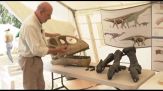 Francia, lo scheletro di un dinosauro gigante apre a nuove scoperte