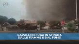 Francia, emergenza incendi: cavalli in fuga in strada