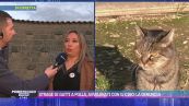 Strage di gatti a Polla, si indaga