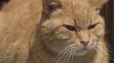 Va alle poste, in chiesa, dai bimbi a scuola e al ristorante, il paese adotta il gatto