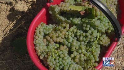 Gusto di Vino: l'uva passerina