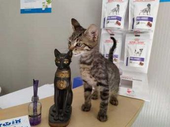 Ambulatorio veterinario Darwin Veterinario gatti