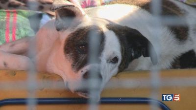 Non solo cani e gatti stop agli abbandoni!