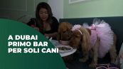A Dubai primo bar per soli cani