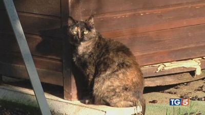 Irresistibili gatti, affettuosi e liberi