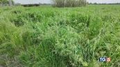 Fa jogging, violentata Fermato un minorenne