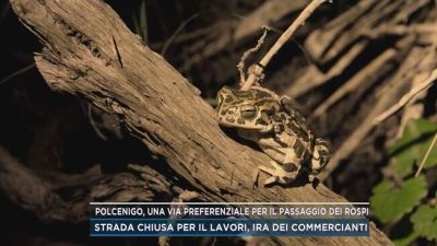 Polcenigo, una via preferenziale per il passaggio dei rospi