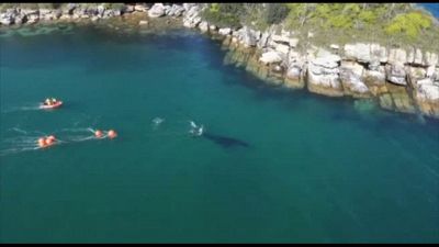 Una megattera intrappolata e salvata nel porto di Sydney dopo 22 ore