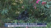 Breaking News delle 11.00 | Orrore a Roma, telecamere al setaccio