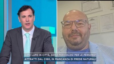 Cani lupo in città, sono pericolosi per le persone?