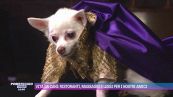 Vita da cani: ristoranti, massaggi e lussi per i nostri amici
