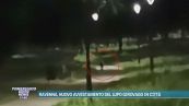 Ravenna, nuovo avvistamento del lupo girovago in città