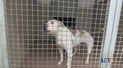 Per pitbull e molossi è emergenza abbandono