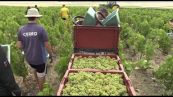 La sfida della vendemmia ultra-precoce nella regione dello Champagne