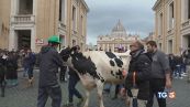 Protesta dei trattori La mucca a San Pietro