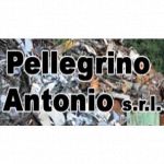 Pellegrino Antonio