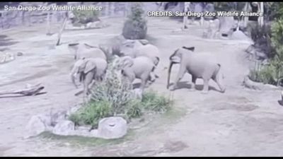 Sisma in California, la reazione degli elefanti allo Zoo di San Diego