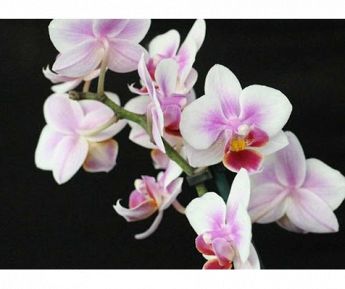 L’orchidea   Fiori a Forte dei Marmi Wedding & Event Planner Flower Designer, Fiori recisi, Bouquet