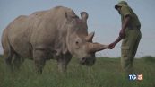 Il rinoceronte bianco rischia l'estinzione