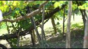 Vini, tradizione e storia ai piedi del Monte Taburno