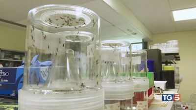 West Nile, nuovi casi ma: "Nessun allarme"