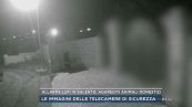 Allarme lupi in Salento, aggrediti animali domestici