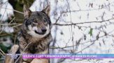 Cilento, i lupi tornano a colpire: strage di pecore