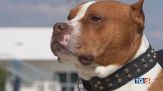 Il cane invece della pistola