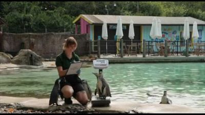 Pinguini e cammelli sulla bilancia, lo Zoo di Londra pesa gli animali