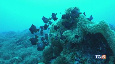Isole a rischio e risorse esaurite
