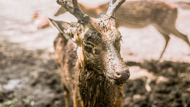 Zombie deer disease, it’s all true: what it is and what we risk