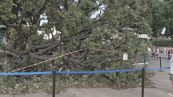 Un albero piomba sulla folla, dodici feriti a Venezia