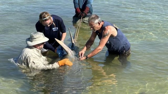 Un pez sierra en la playa, un misterio para la ciencia: hipótesis