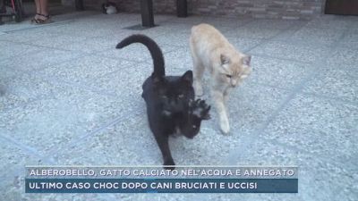 Alberobello, gatto calciato nell'acqua e annegato