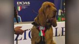 Aveva salvato 9 dispersi, polpette con chiodi al cane eroe Bruno